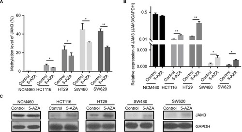 Figure 3 Demethylating agent 5-AZA treatment induced JAM3 expression in CRC cell lines.Notes: (A) JAM3 methylation status after 5 µm 5-AZA treatment in CRC cell lines (HT29, HCT116, SW480, and SW620) and normal colorectal NCM460 cells are measured by qMSP. (B) qPCR and (C) Western blots were used to examine mRNA and protein expression levels of JAM3 after 5 µm 5-AZA treatment in CRC cell lines and NCM460 cells. Results are shown as mean ± SD (two-sided Student’s t-test). *P<0.05 and **P<0.01.Abbreviations: 5-AZA, 5-Aza-2′-deoxycytidine; CRC, colorectal cancer; qMSP, quantitative methylation-specific PCR; qPCR, quantitative PCR.