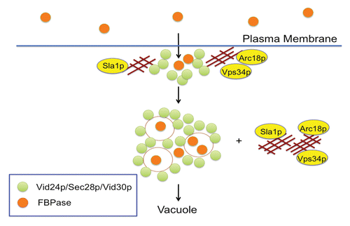 Figure 1. A model for the Vid pathway. When wild-type cells are starved of glucose for a prolonged period of time, significant amounts of FBPase are secreted into the periplasm. Following glucose re-feeding, FBPase is internalized into Vid/endosomes. The internalization of FBPase requires the SLA1, ARC18 and VPS34 genes. Under the same conditions, most of the Vid24p, Sec28p, Vid30p and Vps34p are in the intracellular fraction. Vid24p, Sec28p and Vid30p associate with actin patches initially and dissociate later, whereas Vps34p associates with actin patches constitutively. Following internalization, FBPase is targeted to the vacuole and then degraded in the lumen.