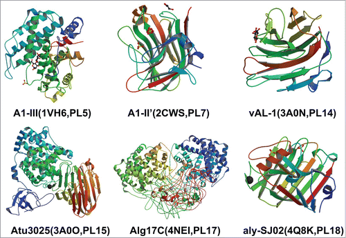 Figure 1. The overall structures of alginate lyases from different families.Citation41