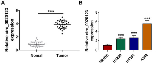 Figure 1 Circ_0020123 was upregulated in NSCLC tissues and cells. (A) The expression of circ_0020123 in NSCLC tumor tissues (Tumor, n = 30) and normal non-cancerous tissues (Normal, n = 30) was detected by qRT-PCR. (B) QRT-PCR was used to determine the expression of circ_0020123 in NSCLC cells (H1299, H1581 and A549) and 16HBE cells. ***P < 0.001.