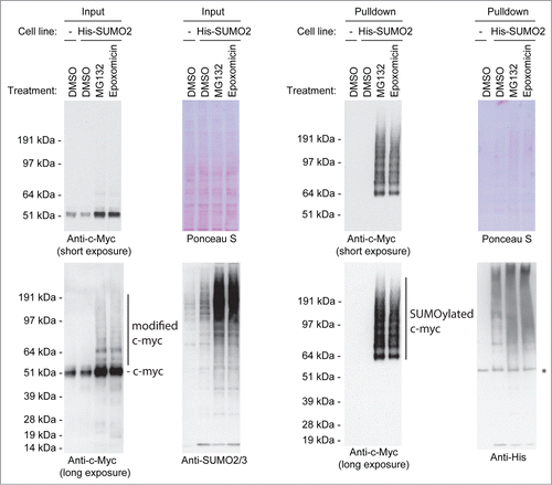 Figure 1. SUMOylation of endogenous c-Myc in a proteasome inhibitor-dependent manner. U2OS cells stably expressing His-tagged SUMO2 were treated for 6 hours with DMSO or a proteasome inhibitor, either MG132 or Epoxomicin. The parental U2OS cell line was included as a negative control for the enrichment of His-SUMO2 conjugates. Input and His pulldown samples were separated by SDS-PAGE, transferred onto a membrane and incubated with antibodies to detect c-Myc, SUMO2/3 or the His-tag. In addition, the membrane was stained with Ponceau S as a loading control. The asterisk represents a non-specific band.