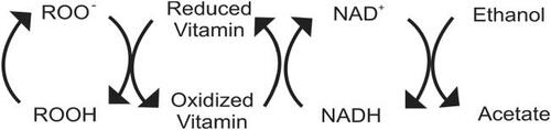Figure 4 Antioxidant activity of low ethanol. Free radicals (ROO−) are reduced (ROOH) by vitamins which become oxidized in the process. These vitamin radicals are reduced by nicotinamide adenine dinucleotide (NADH) which forms oxidized nicotinamide adenine dinucleotide (NAD+). Ethanol in low concentrations converts NAD+ back into NADH, via its metabolism to acetate. At this low level, acetate, which is a normal metabolite of glucose and fatty acid metabolism, is further metabolized in the citric acid cycle.