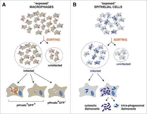 Figure 2. Experimental conditions in which dual RNA-Seq has been applied to analyze the communication of S. Typhimurium with eukaryotic cells. (A) studies in macrophages. The scheme highlights the experimental set-up used by Hung and colleagues based on the use of pH-rodo to detect dead and live intracellular bacteria and distinct cell sorting procedures (see text).Citation11 See text for other studies in macrophages as those of Hinton and colleagues,Citation10 based on dual-RNA-Seq in unsorted cultures exposed to the pathogen, and Vogel and colleagues,Citation15 which applied RNA-Seq of eukaryotic poly-A+ transcripts in single cells from uninfected and infected populations. (B) studies in epithelial cells. In this case, Vogel and colleagues applied dual RNA-Seq to sorted populations of infected and uninfected HeLa epithelial cells exposed to the pathogen.Citation21 Gene expression profiles have not yet been yet defined for cytosolic and intra-phagosomal bacterial populations colonizing epithelial cells.