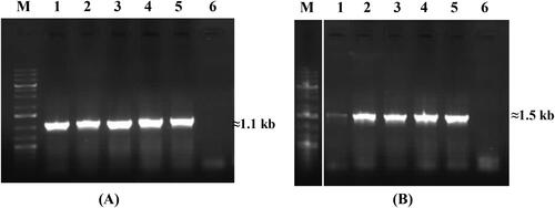Figure 4. PCR amplification of specific fragments of srfAA gene encoding surfactin synthetase A (A) and lchAA gene for lichenysin synthase (B). Lanes and samples: M, molecular weight marker (Perfect PlusTM 1 kb DNA Ladder, EURx); (A): 1, B. velezensis R7; 2, B. amyloliquefaciens R10; 3, B. velezensis R19; 4, B. velezensis R22; 5, B. velezensis R23; 6, negative control (E. coli DH5α); (B) 1, B. licheniformis 16-1; 2, B. licheniformis 13; 3, B. licheniformis 24; 4, B. licheniformis 39; 5, B. licheniformis 55-1; 6, negative control (E. coli DH5α).