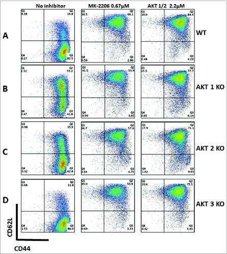 Figure 5. Akt inhibition preserves the TCM phenotype in WT and Akt KO mice. Enriched CD8+ T cells from Akt1, -2, and -3 KO and WT mice were stimulated anti-CD3 (1 μg/mL) and co-stimulated with anti-CD28 (2.5 μg/mL) antibodies in the presence or absence of MK-2206 (0.67 µmol/L) or an Akt-1/2 inhibitor (2.2 μmol/L). The phenotype of the cells was assessed on Day 7. The gated cells were viable (7AAD-) CD8+. (A) Untreated CD8+ T cells from WT mice consist mainly of TEM cells, whereas those treated with MK-2206 or Akt-1/2 inhibitors consist mainly of TCM cells. (B) CD8+ T cells from Akt1 KO mice possess significantly more TCM cells than WT without any inhibitors. Once treated with MK-2206 or Akt-1/2 inhibitors, more TCMcells (with a higher CD62L expression) are maintained comparable to treated WT cells. (C) CD8+ T cells from Akt2 KO mice possess significantly more TCM cells than WT without any treatments, although less than that observed from Akt1 KO mice. Treatment with MK-2206 or Akt-1/2 inhibitors maintains a significantly higher percentage of TCM cells comparable to WT and Akt1 KO treated cells. (D) Similar to WT, CD8+ T cells from Akt3 KO mice consist mainly of TEM cells. Treatment with MK-2206 or Akt-1/2 inhibitors maintains a significantly higher percentage of TCM cells comparable to WT and Akt1 and -2 KO treated cells.