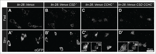 Figure 2. Nutrient-dependent increase in Lin-28::Venus does not require RNA-binding Activity. (A-D) Lin-28::Venus, Lin-28::VenusCSD-, Lin-28::VenusCCHC-, and Lin-28::VenusCSD- CCHC- expression in intestinal progenitor cells from fed (A-D) and starved (A'-D’) animals, respectively. Insets in C' and D’ are magnified views of a starved intestinal progenitor cell stained for Lin-28::Venus (left) and DAPI (right).