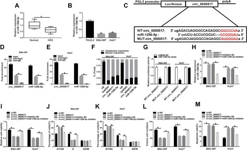 Figure 3 MiR-1296-5p was a target of circ_0000517 and the inhibitory effect of circ_0000517 knockdown on HCC cell progression was weakened by miR-1296-5p inhibition. (A and B) The expression level of miR-1296-5p in HCC tissues, cells (SNU-387 and Huh7 cells) and corresponding normal tissues and cells (THLE-2) was examined by qRT-PCR. (C) The potential binding sites between circ_0000517 and miR-1296-5p were predicted by starBase 2.0. (D and E) The levels of circ_0000517 and miR-1296 in Anti-Ago2/Anti-IgG immunoprecipitates in SNU-387 and Huh7 cells were measured by qRT-PCR following RIP assay. (F) The expression levels of circ_0000517 and miR-1296-5p in the nuclear and cytoplasm of SNU-387 and Huh7 cells were examined by qRT-PCR. (G) Dual-luciferase reporter assay was conducted for the luciferase activity in SNU-387 and Huh7 cells transfected with WT-circ_0000517/MUT-circ_0000517 and miRNA NC/miR-1296-5p mimic. (H-M) SNU-387 and Huh7 cells were transfected with si-NC, si-circ_0000517, si-circ_0000517+inhibitor NC and si-circ_0000517+miR-1296-5p inhibitor. (H) The expression of miR-1296-5p in SNU-387 and Huh7 cells was determined using qRT-PCR. (I) CCK-8 assay was adopted for the viability of SNU-387 and Huh7 cells. (J and K) Flow cytometry analysis was employed to analyze cell cycle process in SNU-387 and Huh7 cells. (L) Colony formation assay was performed for cell colony formation ability in SNU-387 and Huh7 cells. (M) Flow cytometry analysis was employed to evaluate the apoptosis SNU-387 and Huh7 cells. *P<0.05.