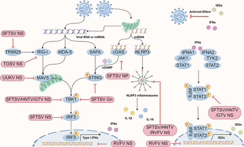 Figure 2. Phenuivirus protein components antagonize the pattern recognition receptor induced antiviral effect. Phenuivirus structure or non-structure protein can directly target multiple antiviral proteins for immune escape, including cGAS, STING, TRIM25, MAVS, TBK1, etc.