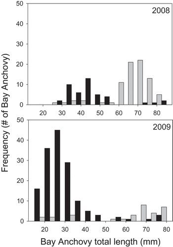 FIGURE 5. Size frequency distributions by the number of Bay Anchovy found in the stomachs of summer (black bars) and spring (gray bars) juvenile Bluefish collected from the lower Hudson River estuary in 2008 and 2009.