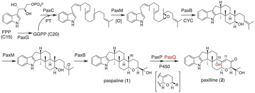 Figure 2. Biosynthetic pathway of representative IDT paxilline (2).