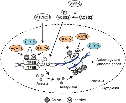 Figure 5. Transcriptional control of autophagy-related genes by acetylation. At the transcriptional level, acetylation of TFEB by the acetyltransferases ACAT1 and KAT2A/GCN5 activates and inactivates the transcriptional activity of TFEB, respectively. Of note, acetylation of histone H4, mediated by the acetyltransferase KAT5/TIP60 or controlled by the acetyltransferase KAT8/MOF and the deacetylase SIRT1, promotes and inhibits the transcription of autophagy- and lysosome-related genes, respectively. In addition, upon energy depletion, AMPK phosphorylates ACSS2 and drives its nuclear translocation, where ACSS2 binds to TFEB and produces acetyl-CoA from acetate to stimulate histone acetylation locally, leading to the transcription of autophagy- and lysosome-related genes. ACAT1, acetyl-CoA acetyltransferase 1; ACSS2, acyl-CoA synthetase short chain family member 2; AMPK, AMP-activated protein kinase; KAT2A/GCN5, lysine acetyltransferase 2A; KAT8/MOF, lysine acetyltransferase 8; MTORC1, mechanistic target of rapamycin kinase complex 1; TFEB, transcription factor EB.