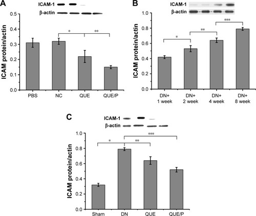 Figure 6 QUE/P downregulates ICAM-1 expression in vivo.Notes: (A) Expression of ICAM-1 in PBS group, NC group, QUE group, QUE/P group, respectively. (B) Expression of ICAM-1 in DN+1 week group, DN+2 week group, DN+4 week group, DN+8 week group, respectively. (C) Expression of ICAM-1 in Sham group, DN group, QUE group, QUE/P group, respectively. A remarkable decrease relative to the NC group is denoted by “*” (p<0.01), a remarkable decrease relative to NC group is denoted by “**” (p<0.01) (A); a remarkable augment relative to the DN+1 week group is denoted by “*” (p<0.01), a remarkable increase relative to DN+2 week group is denoted by “**” (p<0.01), and a remarkable increase relative to DN+4 week group is denoted by “***” (p<0.01) (B); a remarkable augment relative to the DN group is denoted by “*” (p<0.01), a remarkable decrease relative to DN group is denoted by “**” (p<0.01), and a remarkable decrease relative to DN group is denoted by “***” (p<0.01) (C).Abbreviations: QUE/P, quercetin/poly(ethylene glycol)-b-(poly(ethylenediamine l-glutamate)-g-poly(ε-benzyloxycarbonyl-l-lysine)); ICAM-1, intercellular adhesion molecular-1; PBS, phosphate-buffered saline; DN, diabetic nephropathy; NC, normal control.