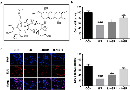 Figure 1. NGR1 promoted the viability and proliferation of the H/R treated H9C2 cells a Molecular structure formula of NGR1. b CCK-8 assay was conducted to detect the cell viability. c EdU assay was performed to measure the proliferation ability of the cells. ###P < 0.001, VS CON group. *P < 0.05, **P < 0.01, ***P < 0.001, VS H/R group.