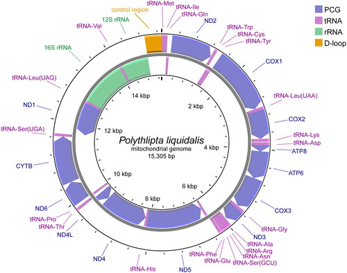 Figure 2. Mitochondrial genome map of P. liquidalis. Represented with arrows, the transcription directions for the outer and inner genes are listed clockwise and anticlockwise, respectively.