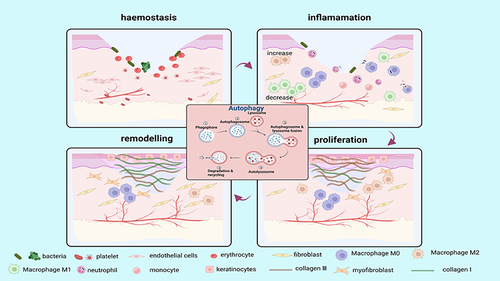 Figure 3 The role of autophagy in skin wound healing. Autophagy is involved in four phases of wound healing (hemostasis, inflammation, proliferation, and remodelling). Autophagy facilitates the survival, proliferation and migration of neutrophils, macrophages, endothelial cells, keratinocytes and fibroblasts, thereby improving their biological function and enhancing wound healing. (Image created with BioRender.com).