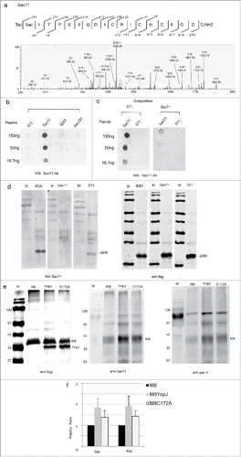 Figure 3. Immunoassays for YopJ-mediated serine and Lys-acetylation of MARCH8. (a) MS/MS spectrum of MARCH8 synthetic peptide containing Sac71. (b) Specificity of the Sac71 antibody demonstrated by dot blotting. Two acetylated peptides Ac-T(Sac)ITPSSQDICRICHCEGDC-NH2 (Sac71), Ac-KS(ac)PLTEPNFEN KC-NH2 (Sac253), and unmodified peptide Ac-TSITPSSQDICRICHCEGDC-NH2 (S71), Ac-KSPLTEPNFENKC-NH2 (S253) were blotted on NC membrane, detected with the anti-Sac71 polyclonal antibody and stained with IRDye680-conjugated goat anti-rabbit IgG. Anti-Sac71 antibody recognize only Sac71 peptide. (c) Dot-blotting for competition: The acetylated peptide Ac-T(Sac)ITPSSQDICRICHCEGDC-NH2 (Sac71) and non-acetylated peptide Ac-TSITPSSQDICRICHCEGDC-NH2 (S71) were blotted on NC membrane, detected with the anti-Sac71 polyclonal antibody pre-incubated with Sac71 or S71 peptide and visualized with IRDye680-conjugated goat anti-rabbit IgG. Pre-incubation with Sac71 antibody competed away the dot-blot signals while pre-incubation with S71 preserved the signals. (d) Western-blotting for competition. HeLa cell lysates transfected with the truncated MARCH8 (ΔM8) was resolved by SDS-PAGE. Western blots were detected with anti-Sac71 (the left panel) or anti-flag (the right panel) antibody with the competition of the acetylated peptide (Sac71) or the non-acetylated peptide (S71). M: low molecular protein marker (e) Immune assays to prove YopJ-mediated dual acetylation at serine and lysine. HeLa cells were co-transfected with MARCH8 in the presence (+) or absence (−) of YopJ /C172A mutant. M8: transfection with MARCH8 recombinant plasmid. YopJ: cotransfection with both March8 and YopJ recombinant plasmids. C172A: cotransfection with both March8 and YopJ catalytic mutant C172A recombinant plasmids. The MARCH8 was immunoprecipitated with the anti-flag antibody and Western blots were detected with the anti-flag (the left panel), anti-Sac71 (the middle panel) or pan-acetyl - lysine antibodies(the right panel). M: low molecular protein marker (f) YopJ-mediated dual acetylation of MARCH8 was quantified by LI-COR quantitation software. The intensities obtained with anti-Sac71 (Ser-acetylation) and anti-pan-acetyl lysine (Lys-acetylation) antibodies were normalized to that of the anti-flag antibody, data from 3 replicate experiments.