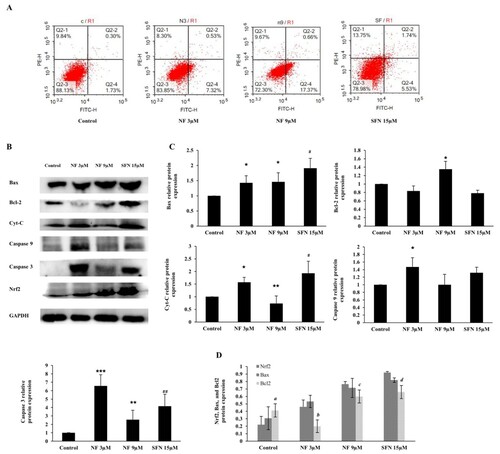 Figure 5. Apoptotic regulation by NF: Human BPH-1 cells were treated with NF 3, 9 µM and SFN 15 µM for 48 h. A. After treatment, apoptosis was determined with flow cytometry analysis using Annexin V-PI staining, B. Protein expression of Bax, Bcl-2, Cyt-c, cleaved caspase 9, cleaved caspase 3 and GAPDH were determined with western blot. C. Relative protein expression of Bax, Bcl-2, Cyt-c, cleaved caspase 9, cleaved caspase 3 were normalized with GAPDH. D. Comparison of the Nrf2, Bax, and Bcl2 relative protein expression at 48 h and all the values are normalized with GAPDH. Values are presented as means ± SD (n = 3). For NF: *P< 0.05, **P< 0.01, ***P< 0.001 compared to control group. For SFN: #P< 0.05, ## P< 0.01 compared to control group (no treatment). a (P< 0.05) compared to the Nrf2 of the control group (no treatment), b (P< 0.01) compared to the Nrf2 of NF 3 µM group, c (P< 0.05) compared to the Nrf2 of NF 9 µM group, and d (P< 0.05) compared to the Nrf2 of SFN 15 µM group.