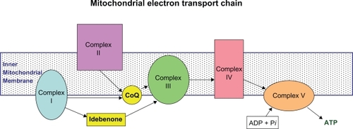 Figure 2 CoQ10 in the mitochondrial electron transport chain. Coenzyme Q10 is a component of the electron transport chain located within the inner mitochondrial membrane, required for oxidative phosphorylation leading to ATP generation. It accepts electrons from complexes I(NADH-ubiquinone oxidoreductase) and II (succinate dehydrogenase) for transfer to complex III (ubiquinol-cytochrome c reductase). Idebenone is similarly involved in transfer of electrons from complex I to complex III.