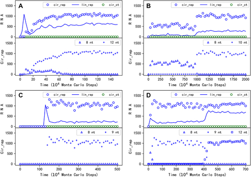 Figure 5. The emergence of circular genomes with a noncoding sequence. The upper panel of a subfigure here is in the same form as a subfigure in Figure 2, except that the complementary sequences of the REP and the control, which are roughly equal in number to their ‘sense chain’ throughout the simulation, are omitted. The lower panel shows the evolution of circular REP genomes with different lengths within the case – corresponding to the legends, for example, ‘8nt’ represents a circular genome only containing the REP sequence (note the default REP sequence is 8nt in length; see Table 1); ‘12nt’ means a circular genome containing a REP sequence plus a 4nt noncoding sequence. (A) The case is in the same situation (i.e. parameter setting) as the case shown in Figure 2A, except with a different random seed. See Figure 6 for some key snapshots concerning spatial distribution of this case. (B) The case is just the one shown in Figure 2A, but with a longer period of simulation time (more Monte Carlo steps). (C) The case is just the one shown in Figure 2B. (D) The case is also in the same situation of the case shown in Figure 2A, except with a different random seed.