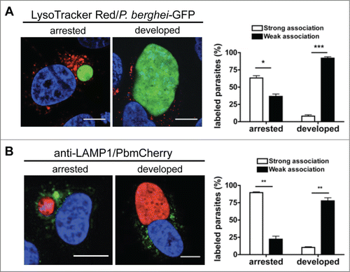 Figure 5. Autophagic markers label arrested parasites. (A) HepG2 cells infected with fully virulent P. berghei-GFP sporozoites were labeled with LysoTracker Red for 10 min. At 48 hpi, the cells were monitored by live microscopy. LysoTracker Red-positive vesicles around the parasites were counted and scored as strong or weak associations as described in Figure 4. The strongly and weakly associated parasites were then counted and expressed as percentages. Each bar indicates the average of 3 independent experiments. Standard deviations are depicted. DNA was stained with Hoechst 33342. Scale bars: 10 µm. Arrested P = 0.0298. Developed P = 0.0011. (B) HepG2 cells infected with mCherry-P. berghei sporozoites were fixed 48 hpi and stained with an antibody specific for LAMP1 (green). DNA was stained with DAPI. Scale bars: 10 µm. The association of LAMP1-positive vesicles with the parasites was scored as strong or weak as before (Fig. 4B). The strongly and weakly associated parasites were then counted and expressed as percentages. Each bar indicates the average of 3 independent experiments. Standard deviations are depicted. P = 0.0023 (arrested), P = 0.002 (developed).