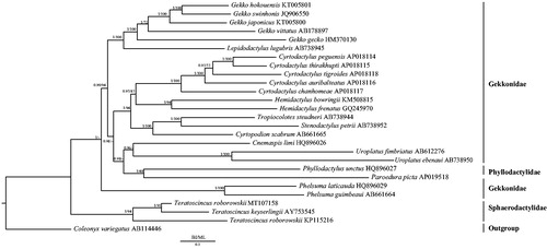 Figure 1. Phylogenetic tree of the relationships among 27 species of gekkonids including Teratoscincus roborowskii (MT107158) was based on the nucleotide dataset of the 13 protein-coding genes. Coleonyx variegatus (AB114446) was used as the outgroup. The numbers showed between branches indicate the posteriori probabilities from Bayesian inference (BI) (left) and bootstrap percentages from maximum likelihood (ML) (right). The GenBank accession numbers of all species are shown in the figure.