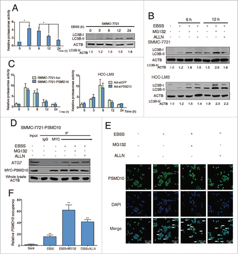 Figure 6. PSMD10 connects the proteasome and the autophagic pathway. (A) Proteasome activity and autophagy level were detected in SMMC-7721 with or without EBSS for the indicated time. (B) Proteasome activity was measured in the indicated cells treated with EBSS at the indicated times. (C) Expression of LC3B-II was detected after EBSS treatment combined with or without proteasome inhibitors (MG132 10 μM, ALLN 10 μM) for 6 or 12 h in SMMC-7721 and HCC-LM3 cells. (D) SMMC-7721-PSMD10 cells were treated as in (C), immunoprecipitated with MYC-tag antibodies, and then immunoblotted with anti-ATG7 or anti-MYC-tag antibodies. (E) Localization of PSMD10 in HCC-LM3 cells treated as in (C) was detected. (F) ChIP assay of the binding capability of PSMD10 to the ATG7 promoter in HCC-LM3 cells treated as in (C).