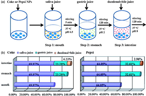 Figure 7. (a) Schematic presentation of the in vitro digestion procedure of NPs. (b) Fluorescence quenching of Coke and Pepsi NPs when they are added into saliva juice, gastric juice and duodenal bile juice to simulate the mouth, stomach and intestine digestion.