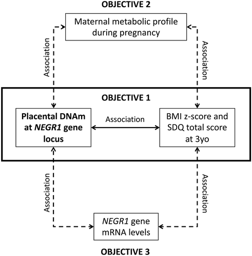 Figure 1. The first and main objective of this study was to assess the association between placental NEGR1 DNAm and anthropometric and neurodevelopmental profiles in preschool-aged children from the Gen3G longitudinal cohort. Our second objective was to identify maternal factors during pregnancy that could be important in predisposing children to conditions such as obesity and/or neurodevelopmental disorders. Our third objective was to assess the association between DNAm levels and NEGR1 mRNA levels to assess the functional impact of our identified CpGs.