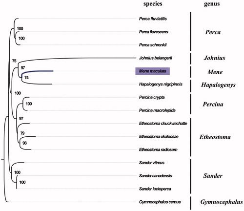 Figure 1. Phylogenetic tree of 15 species in Suborder Percoidei. The complete mitogenomes are downloaded from GenBank and the phylogenic tree is constructed by maximum-likelihood method with 100 bootstrap replicates. The bootstrap values were labeled at each branch nodes. The gene's accession number for tree construction is listed as follows: Perca fluviatilis (NC_026313.1), Perca flavescens (NC_019572.1), Perca schrenkii (NC_027745.1), Johnius belangerii (NC_022464.1), Hapalogenys nigripinnis (NC_014404.1), Percina crypta (NC_035945.1), Percina macrolepida (NC_008111.1), Etheostoma chuckwachatte (NC_035943.1), Etheostoma okaloosae (NC_035493.1), Etheostoma radiosum (NC_005254.2), Sander vitreus (NC_028285.1), Sander canadensis (NC_021444.1), Sander lucioperca (NC_026533.1), and Gymnocephalus cernua (NC_025785.1).