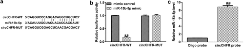 Figure 2. Relationship between circCHFR and miR-15b-5p.