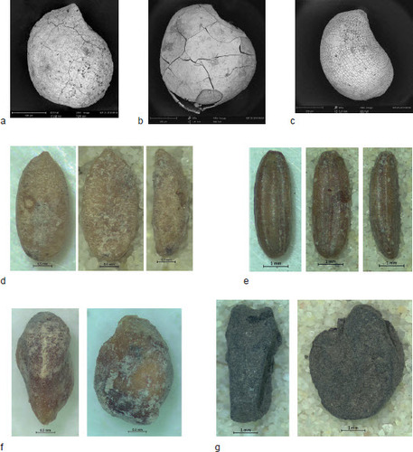 Fig. 8: Images of selected taxa from Crusader Arsur; a) SEM of a mineralised fig nutlet (Ficus carica) bigger than 1 mm from the cesspit; b) SEM of mineralised fig nutlet (Ficus carica) smaller than 1 mm from the cesspit; c) SEM of a mineralised fig nutlet (Ficus carica) smaller than 0.5 mm from the cesspit; d) dorsal, ventral and lateral view of the carrot-type (Daucus carota type); e) dorsal, ventral and lateral view of the possible fennel (cf. Foeniculum vulgare); f ) ventral and laterial view of a mineralised nutlet of possible white mulberry (Morus cf. alba); g) seed of the broad bean (Vicia faba cf. var. faba) (photos by Andrea Orendi)