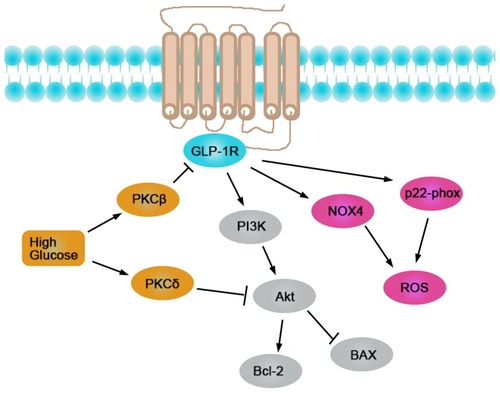 Figure 8 Essential role of PKCβ and PKCδ in GLP-1 resistance in diabetic cardiomyocytes.
