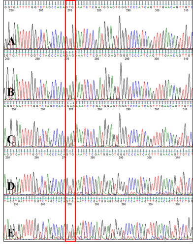 Figure 4. Canine B-RAF mutation status in ctDNA. Electropherogram of circulating cell-free DNA from serial blood samples collected during therapy with a RAF inhibitor in a dog with metastatic urethral transitional cell carcinoma at one week after the initiation of sorafenib therapy (A, week 7), during a gradual sorafenib dose escalation (B, week 11; C, week 12), and 4 weeks after the sorafenib dose was increased to 10 mg/kg BW/day (D, week 16; E, week 17). Note that the GTG wildtype sequence (no V595E mutation) was detected at week 7 and the mutant type (V595E c.1784T > A) was detected at weeks 11 and 12, whereas 4 weeks after the sorafenib dose was increased to 10 mg/kg BW/day (weeks 16 and 17), the GTG wildtype sequence was detected again (boxed).