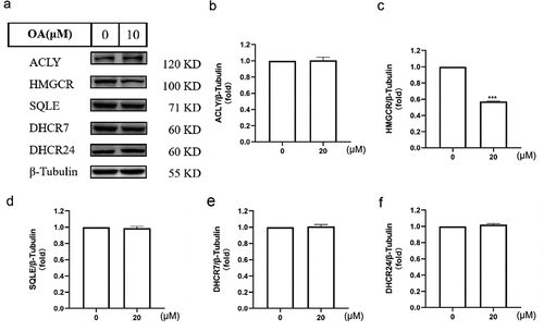 Figure 2. Impact of OA on key enzyme protein levels involved in cholesterol synthesis in HepG2 cells. (a) Effect of OA on the expression of ACLY, HMGCR, SQLE, DHCR7, DHCR24 proteins in HepG2 cells. (b) Quantification chart of the effect of OA on ACLY protein expression in HepG2 cells. (c) Quantification chart of the effect of OA on HMGCR protein expression in HepG2 cells. (d) Quantification chart of the effect of OA on SQLE protein expression in HepG2 cells. (e) Quantification chart of the effect of OA on DHCR7 protein expression in HepG2 cells. (f) Quantification chart of the effect of OA on DHCR24 protein expression in HepG2 cells. Statistics: values are means±SEM (n=3), *p < .05, ** p <.01, *** p < .001. OA, oleanolic acid.