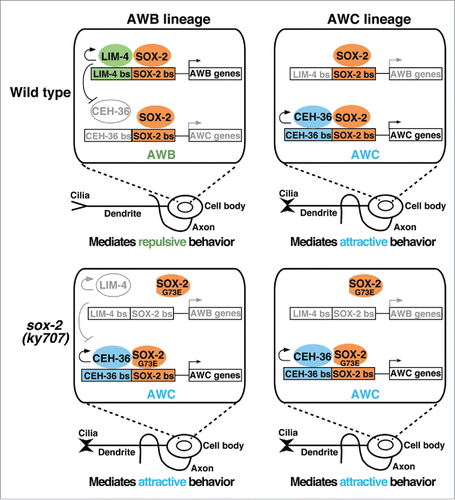 Figure 1. SOX-2 partners with different transcription factors to specify AWB and AWC identities. Upper: SOX-2 cooperates with LIM-4 or CEH-36 to specify AWB or AWC identity, respectively. Lower: The sox-2(ky707) mutation affects binding of SOX-2G73E to the LIM-4/SOX-2 target site but not the CEH-36/SOX-2 site, allowing CEH-36/SOX-2G73E cooperation to specify AWC identity in the AWB lineage. Colored/black, active; gray, inactive.