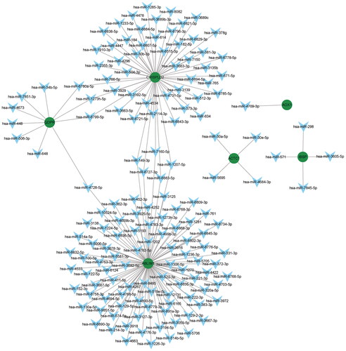 Figure 8. mRNA–miRNA interaction network.