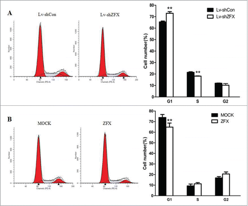 Figure 6. Down-regulation of ZFX induces G1-S phase cell cycle arrest in GBC-SD cells. (A) The cell cycle distribution of ZFX silenced GBC-SD cells was determined using flow cytometry. The data are expressed as the mean ± SD. Significant differences from the control are indicated by **P<0.01. (B) Overexpression of ZFX in NOZ cells shows no cell cycle arrest results.