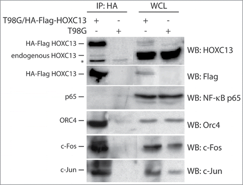 Figure 2. Co-immunoprecipitation analysis of proteins interacting with HOXC13. HA immunoprecipitation was performed with lysates from asynchronous crosslinked T98G cells overexpressing an HA-Flag tag HOXC13 construct using a specific anti-HA antibody for immuno-precipitation and the indicated antibodies for blottings. Lysates from asynchronous T98G cells served as a control. The NF-κB p65 subunit was used as a negative control for immunoprecipitation, whereas whole cell lysates (WCL) of both cell lines were used as positive controls. The asterisk indicates an unspecific signal detected by the anti-HOXC13 antibody.