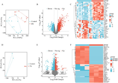 Figure 1. Identification of DEGs. (A) PCA plot of dataset GSE30529. (B) Volcano plot of the GSE30529. (C)The heatmap of the top 20 significant up-regulated and down-regulated DEGs in GSE30529. (D) PCA plot of HK-2. (E) Volcano plot of DEGs in HK-2. (F) The heatmap of DEGs in HK-2. The red data points represent the upregulated genes and the blue data points represent the downregulated genes. DEGs: differentially expressed genes; PCA: principal component analysis; Ref: Control Group; Test: diabetic kidney disease, DKD; group1: Control Group of HK-2; group2: PA-induced Group of HK-2.