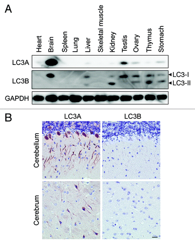 Figure 5. The highest expression of LC3A and LC3B in nonstarved control mice was found in brain tissue. (A) Western blot analysis of LC3A and LC3B in different tissue lysates. GAPDH served as a loading control. (B) Immunohistochemical detection of LC3A and LC3B in mouse brain using the Vectastain ABC system. Tissue samples were isolated from fed control mice. After fixation in neutral buffered formalin for 24 h, tissues were paraffin-embedded and stained for LC3A (A) and LC3B (B) using rabbit polyclonal anti-LC3A (Abgent, 1:3000) and biotinylated mouse monoclonal anti-LC3B (clone 5F10, Nanotools, 1:100). Heat-mediated antigen retrieval was performed in citrate buffer (pH 6.0). Scale bar, 20 μm.