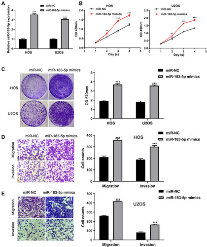 Figure 3 MiR-183-5p overexpression promotes the proliferation, migration, and invasion capacity of osteosarcoma cells. (A) Expression of miR-183-5p detected in HOS and U2OS cells after transfection with miR-183-5p mimics and negative controls. (B) Effect of miR-183-5p overexpression on the proliferation of HOS and U2OS cells assessed by CCK-8 assays. (C) Effect of miR-183-5p overexpression on the proliferation of HOS and U2OS cells assessed by crystal violet assays; the OD values of crystal violet assays was shown in right panel. (D) Effects of miR-183-5p overexpression on the migration of HOS and U2OS cells assessed by transwell assays (magnification: 400×); the calculation of cells that migrated through the filter was shown in right panel. (E) Effects of miR-183-5p overexpression on the invasion of HOS and U2OS cells assessed by transwell assays (magnification: 400×); the calculation of cells that invaded through the filter was shown in right panel. **P< 0.01; ***P< 0.001. Data are presented as mean ± SD of three independent experiments.
