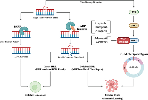 Figure 1. Outlines (1) the impact of poly-ADP-ribose polymerase (PARP) inhibition in cells with intact homologous recombination repair (HRR) versus homologous recombination repair deficiency (HRD) cells and (2) the impact of Wee1 protein inhibition following DNA damage. First, in the absence of PARP inhibition, DNA single stranded breaks (SSBs) are detected and repaired via base excision repair (BER). PARP inhibition impairs SSB repair and culminates in the formation of DNA double stranded breaks (DSBs). Cells with intact HRR repair DNA DSBs via HRR. However, HRD cells rely on error-prone non-homologous end joining (NHEJ) which further destabilizes DNA and results in synthetic lethality. Second, DNA damage is detected by ataxia telangiectasia and Rad3-related protein (ATR), which signals through checkpoint kinase 1 (CHK1) to the Wee1 protein, which functions to halt the cell cycle at the G2/M checkpoint until DNA repair is performed. However, inhibition of Wee1 facilitates bypass of the G2/M checkpoint prior to DNA repair, inappropriately initiating mitosis and causing cellular death. Created with BioRender.com.