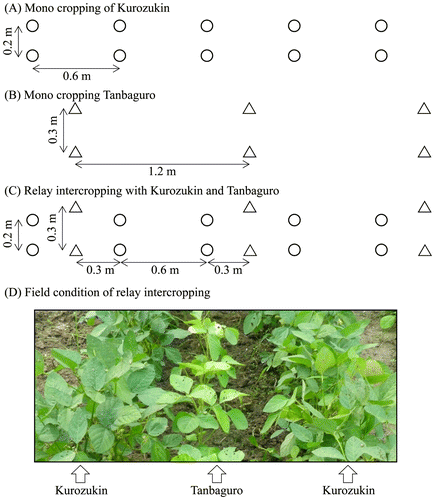 Figure 2. Row arrangement of Kurozukin, Tanbaguro and their relay intercropping. The symbols of ○ and △ represent Kurozukin and Tanbaguro, respectively. (A) Mono cropping of Kurozukin, (B) Mono cropping of Tanbaguro. (C) Relay intercropping with Kurozukin and Tanbaguro. In relay intercropping fields, Tanbaguro was sown between the rows of Kurozukin, leading to the row arrangement as shown by (C). (D) A photograph of the field condition of relay intercropping. The photograph was taken on 20 July of 2011 (just before the harvest of Kurozukin).