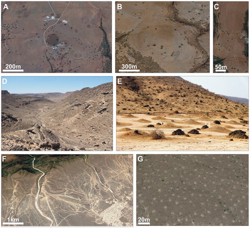 Figure 8. Examples of zoogeomorphological and anthropogenic features: (A) GoogleEarth™ image of livestock enclosures on top of the Jebel Qara (notice the dark, dung-rich layer at the bottom of the stone structure); (B) enclosures along the slope of a cone; (C) GoogleEarth™ image of animal trails on the top of the Jebel; (D) field picture of animal trails along the northern margin of the Jebel; (E) field picture and (F) GoogleEarth™ image of a field of termite mounds (each withish spot is a mound) on the pediment at the southern margin of the Jebel Qara; (G) detail of the termite mounds in (F).