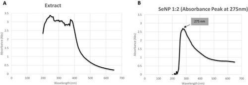 Figure 4 (A) UV-Visible spectra of T. ammi plant extract indicates absence of any absorbance peak of selenium nanoparticles. (B) UV-Visible spectra of SeNPs reaction mixture indicating presence of selenium nanoparticles by showing sharp absorbance peak at 275nm.