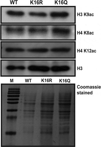 Figure 2. Cellular level acetylation of histone H3 and H4 residues. Total protein was isolated from wild type (WT) and H4K16 mutant (K16R and K16Q) cells. Equal amount of protein from each strain was resolved in 15% SDS-PAGE and immunoblotted with antibodies against H3K9ac, H4K8ac, H4K12ac and H3, respectively. Membrane was incubated with horseradish peroxidase (HRP) – conjugated secondary antibody, treated with a chemiluminescent substrate and exposed to autoradiograph film for visualization