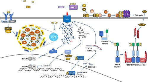 Figure 2. Induced inflammation by SARS-CoV-2 N-protein.