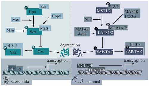 Figure 1. Core molecules in the Hippo pathway and their mode of action.