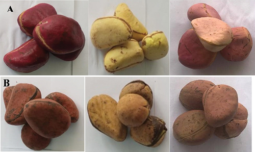Figure 1. Samples of the red, white and pink types of kola nuts showing bright colours at harvest (A) and dull colours after 12-week curing (B).