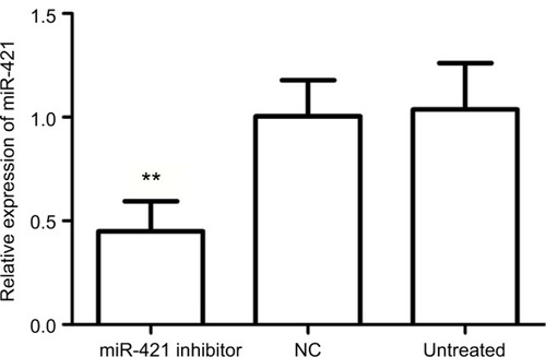 Figure 3 Expression of miR-421 in NSCLC cells regulated by miR-421 inhibitor.Note: The expression of miR-421 was significantly downregulated in NSCLC cells transfected with miR-421 inhibitor compared with the untreated and NC cells (**P<0.01).Abbreviations: miR-421, microRNA-421; NC, negative control; NSCLC, non-small-cell lung cancer.